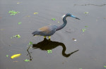 Reiger, ook op jacht